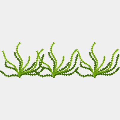 Sea Plant Thumbnail